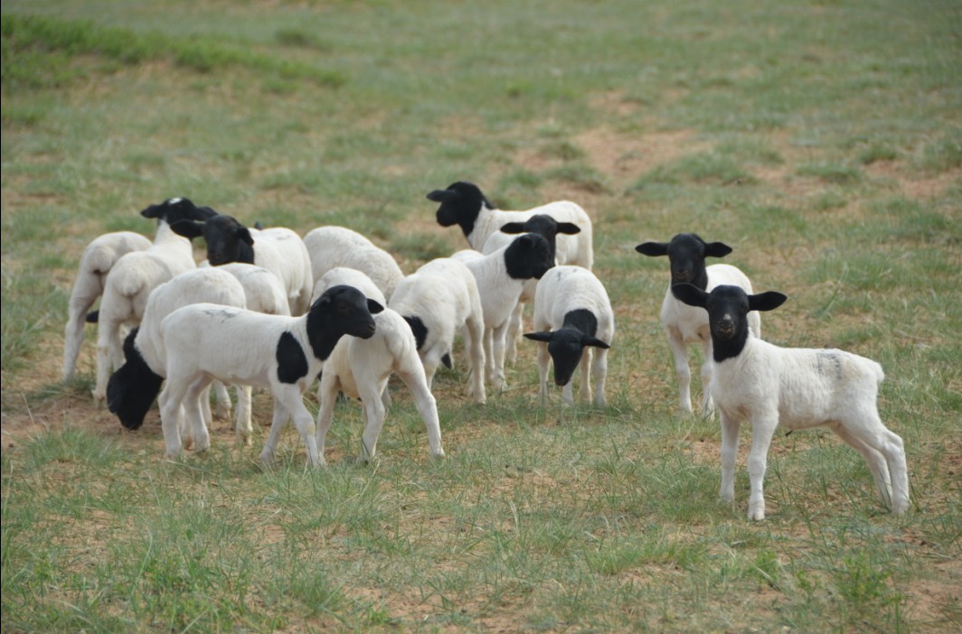 杜泊羊-内蒙古农牧业产业化龙头企业协会