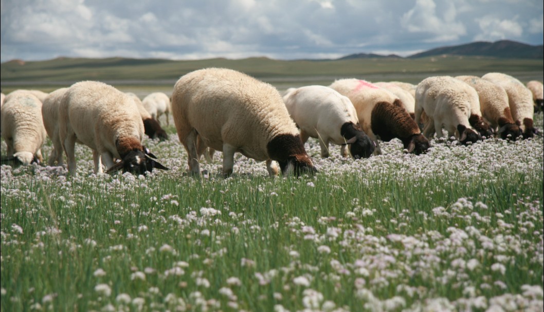 杜泊羊-内蒙古农牧业产业化龙头企业协会