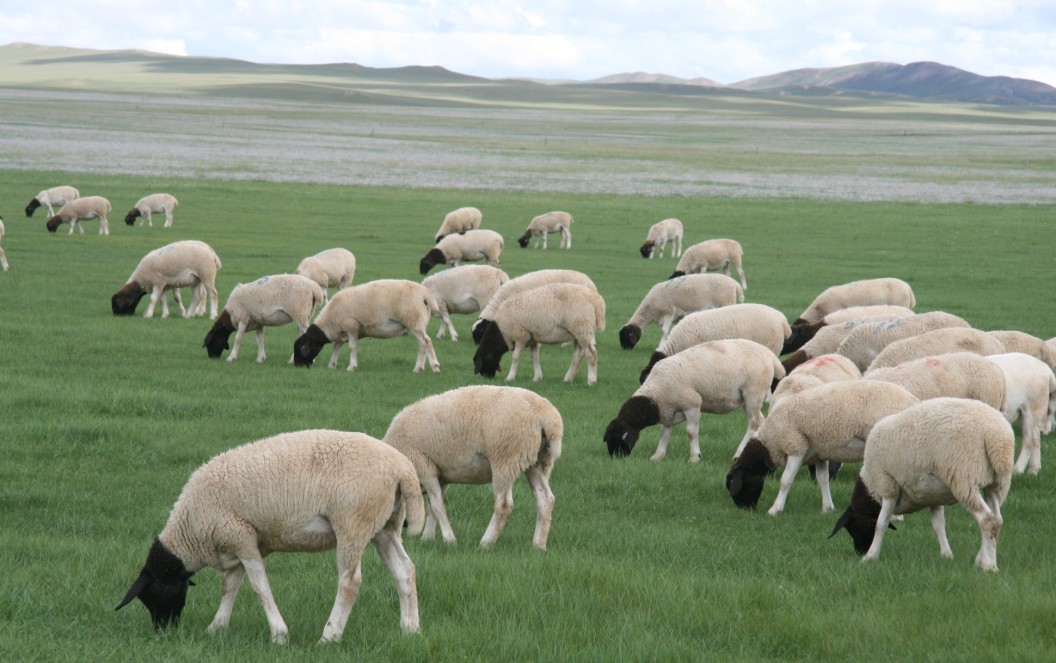 杜泊羊-内蒙古农牧业产业化龙头企业协会